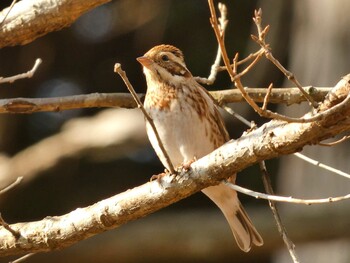 2022年1月22日(土) 樹空の森の野鳥観察記録