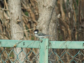 Japanese Tit 安中市 Tue, 3/8/2016