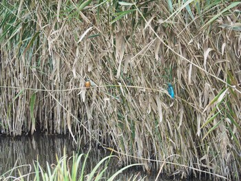 Common Kingfisher 洗足池(大田区) Thu, 11/10/2016