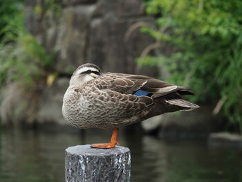 Eastern Spot-billed Duck 洗足池(大田区) Thu, 6/22/2017