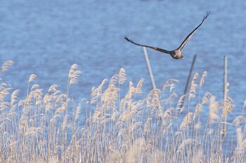 チュウヒ 印旛沼 2022年1月7日(金)