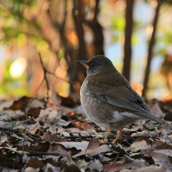 Pale Thrush Unknown Spots Mon, 1/24/2022