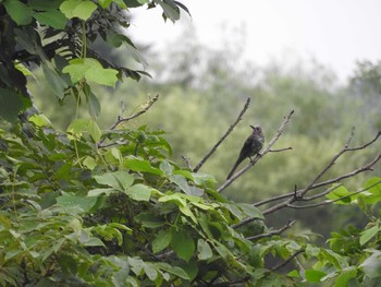 Fri, 8/11/2017 Birding report at あきる野市切欠付近秋川