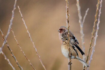 Siberian Long-tailed Rosefinch Unknown Spots Mon, 1/24/2022