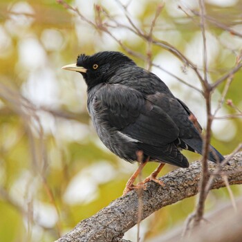 Crested Myna Unknown Spots Tue, 1/25/2022