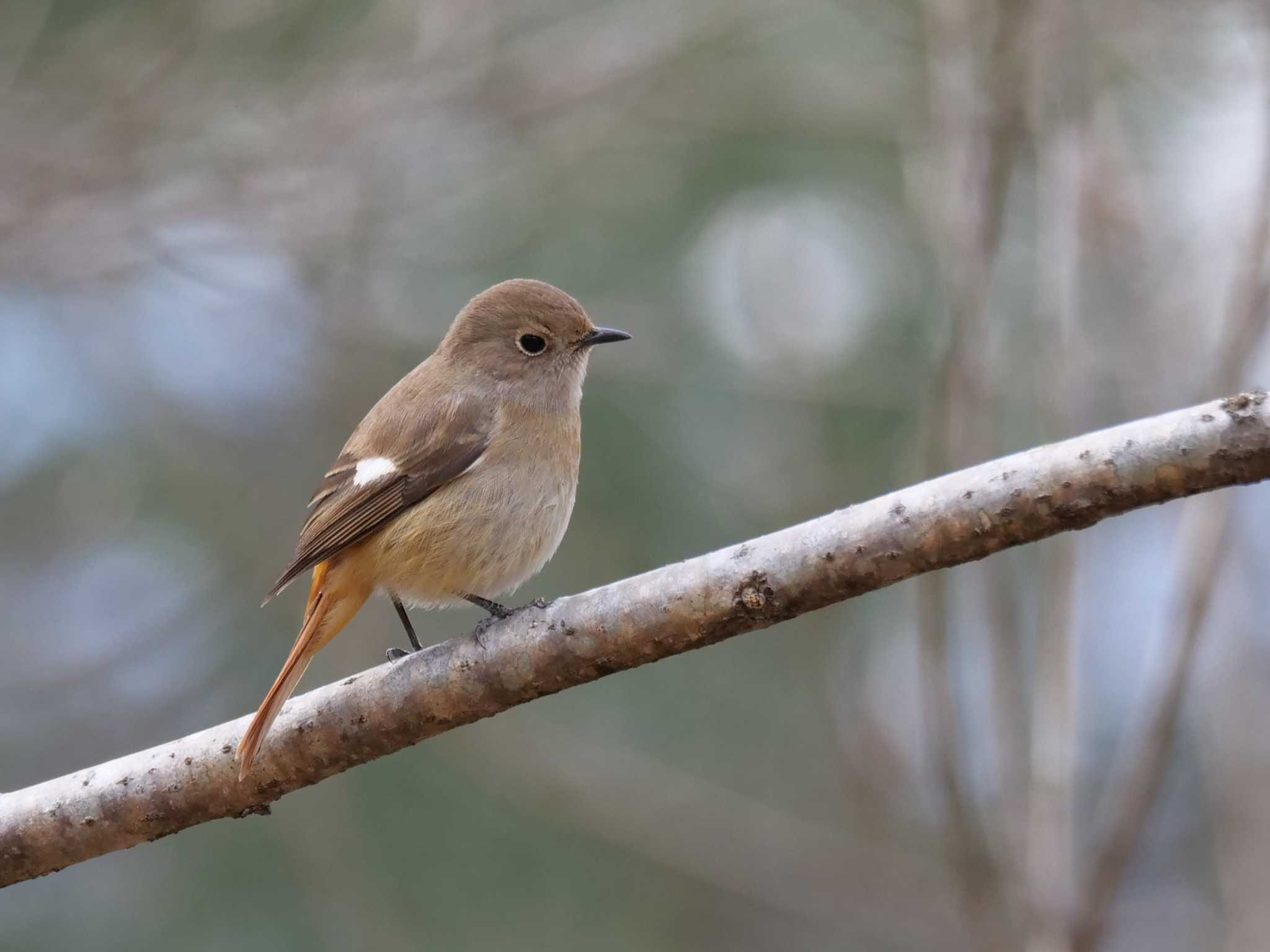 そろそろ・・ by little birds