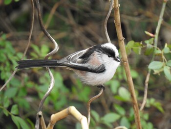 Long-tailed Tit 保津川河川敷(京都府亀岡市) Mon, 1/24/2022