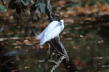 コサギ 明石公園 2021年11月28日(日)