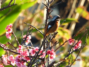 Daurian Redstart 恩納村 Wed, 1/26/2022