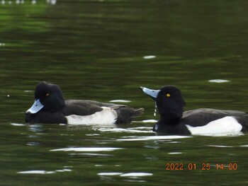 Tufted Duck うるま市 Tue, 1/25/2022