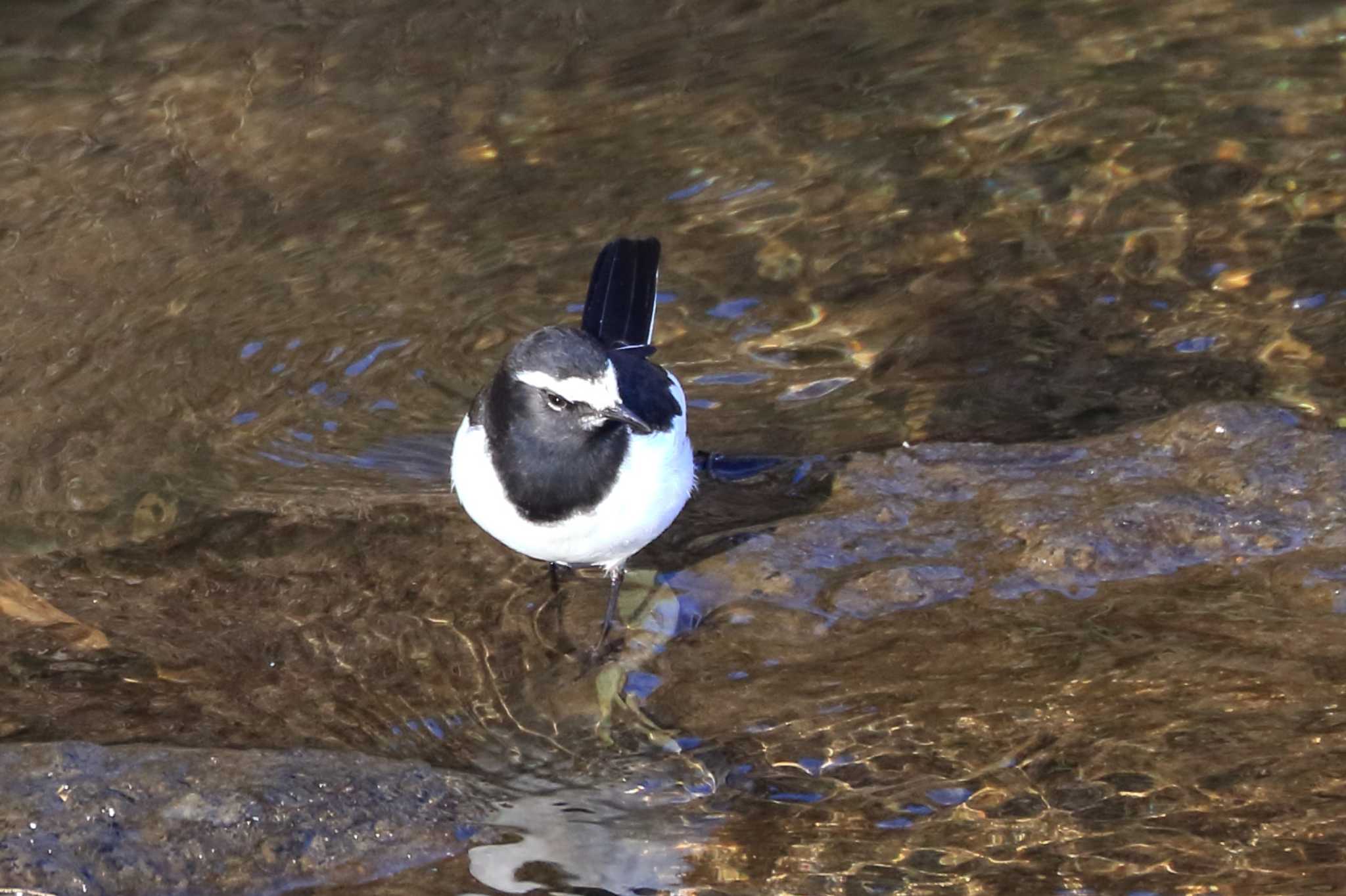 飛鳥川 セグロセキレイの写真 by SAKURA 8743