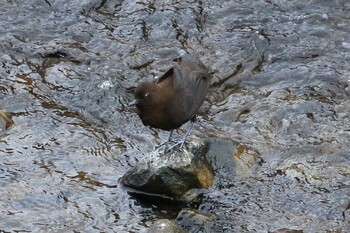 カワガラス 飛鳥川 2022年1月25日(火)