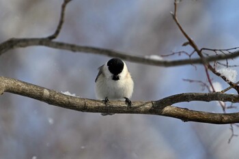 Marsh Tit 月寒公園 Tue, 1/25/2022