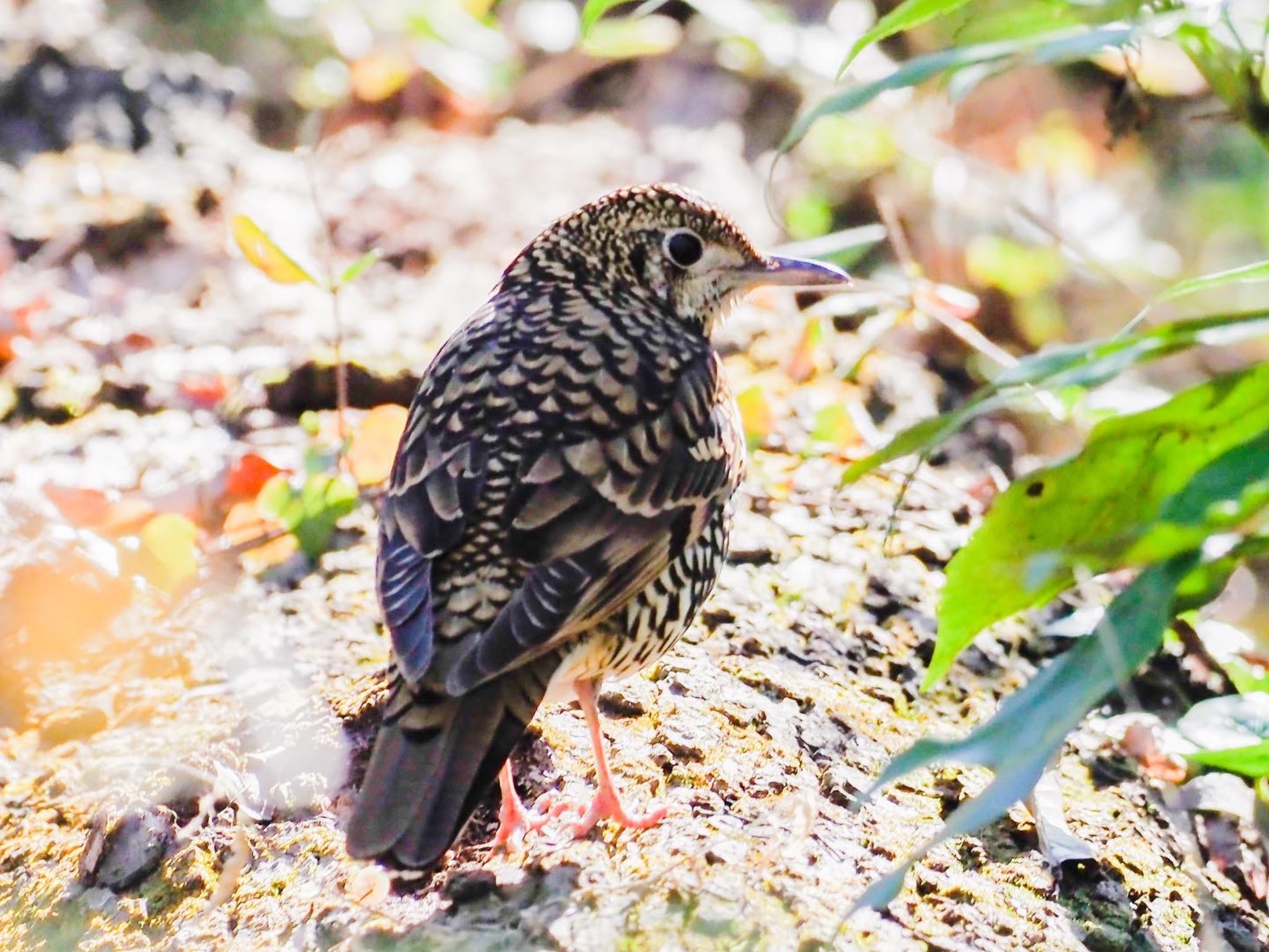 Photo of White's Thrush at Akigase Park by willy