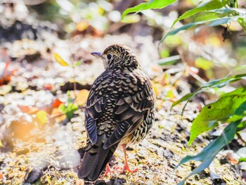 トラツグミ 秋ヶ瀬公園 2022年1月22日(土)