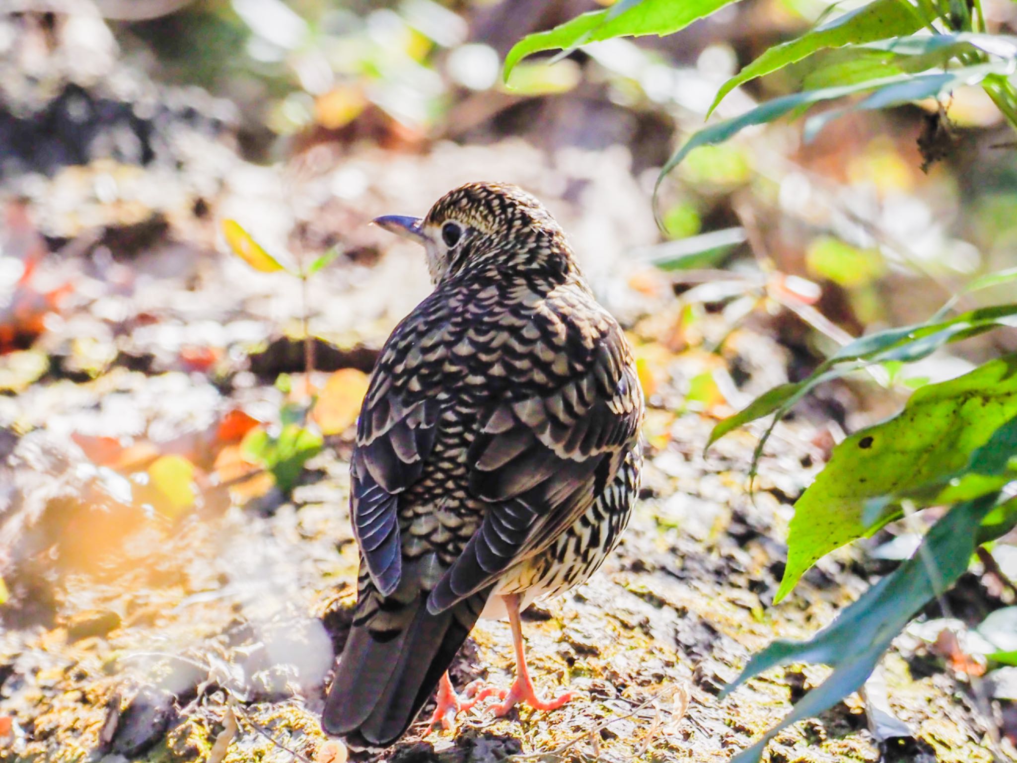 秋ヶ瀬公園 トラツグミの写真 by willy