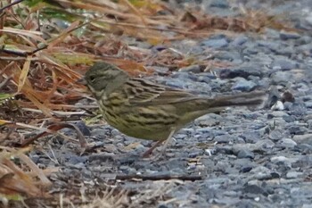 Masked Bunting 荒川河川敷 Wed, 1/26/2022