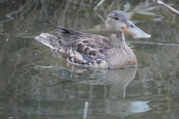 Northern Shoveler 荒川河川敷 Wed, 1/26/2022