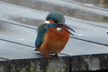 Common Kingfisher 荒川河川敷 Wed, 1/26/2022