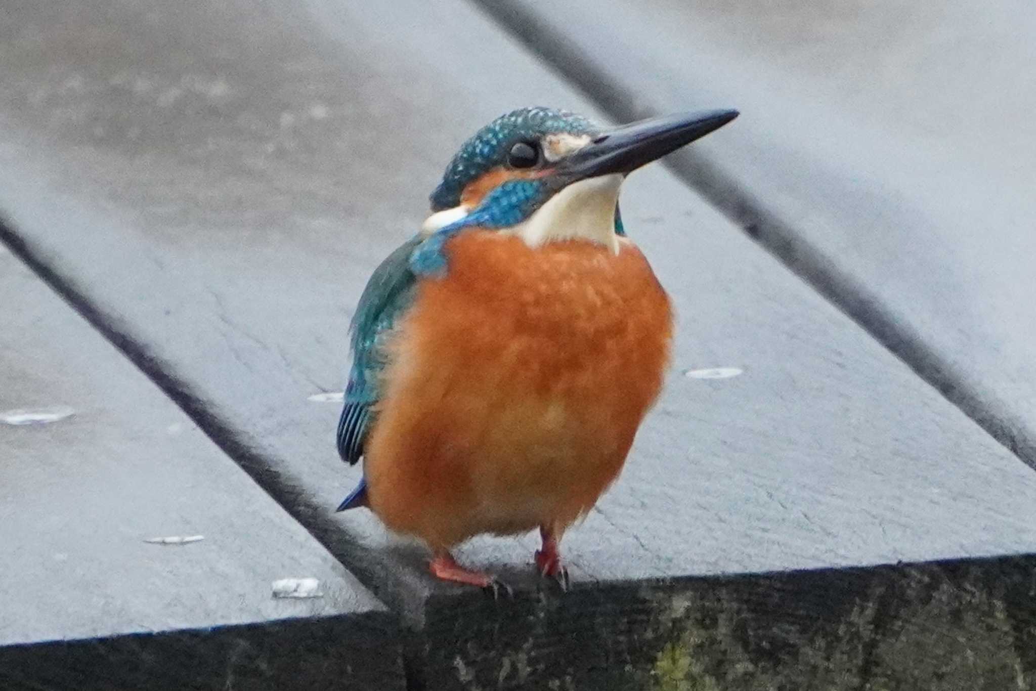 Photo of Common Kingfisher at 荒川河川敷 by 藤原奏冥