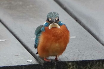 Common Kingfisher 荒川河川敷 Wed, 1/26/2022