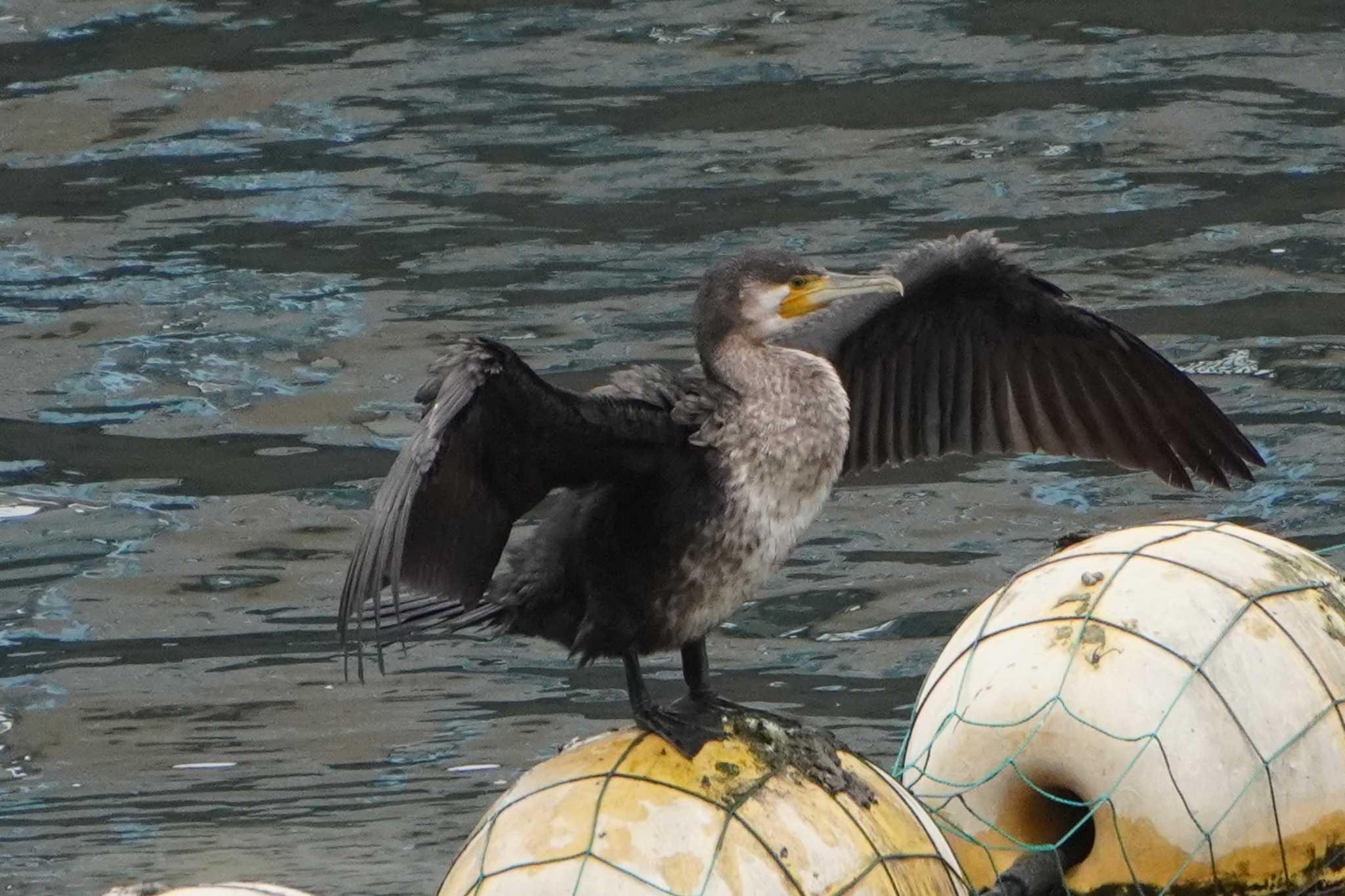 Photo of Great Cormorant at 荒川ロックゲート by 藤原奏冥