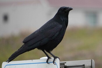 Carrion Crow 荒川河川敷 Wed, 1/26/2022