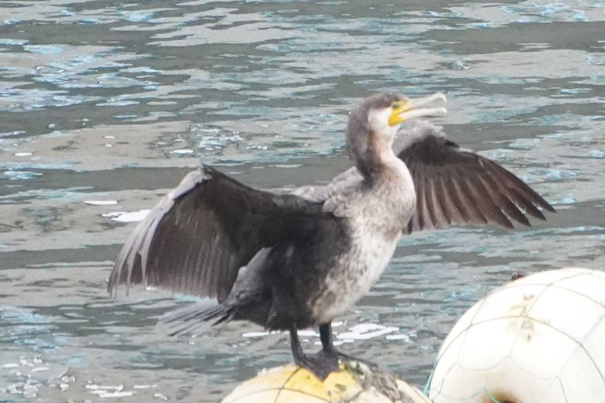 Photo of Great Cormorant at 荒川ロックゲート by 藤原奏冥