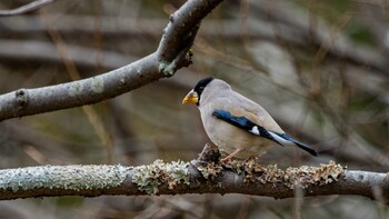 2022年1月26日(水) 皇子が丘公園の野鳥観察記録