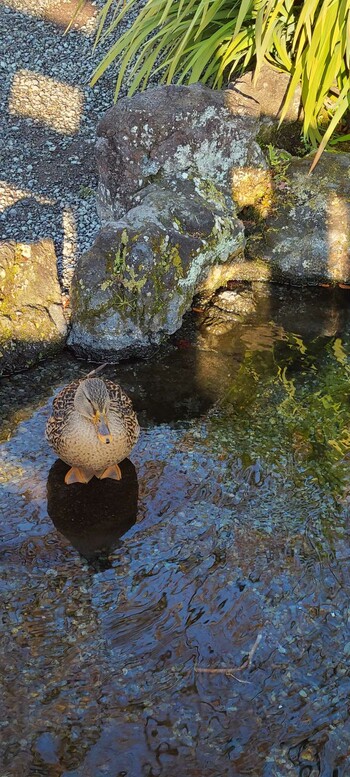 マガモ 静岡県東部 2022年1月20日(木)