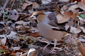 Hawfinch 町田市 Wed, 1/26/2022