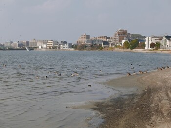 マガモ 和白干潟 2022年1月26日(水)