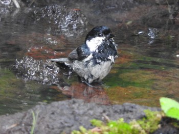 Coal Tit Okuniwaso(Mt. Fuji) Sat, 9/9/2017