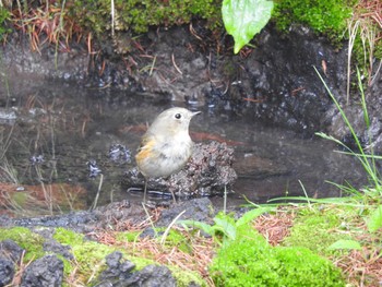 Red-flanked Bluetail Okuniwaso(Mt. Fuji) Sat, 9/9/2017