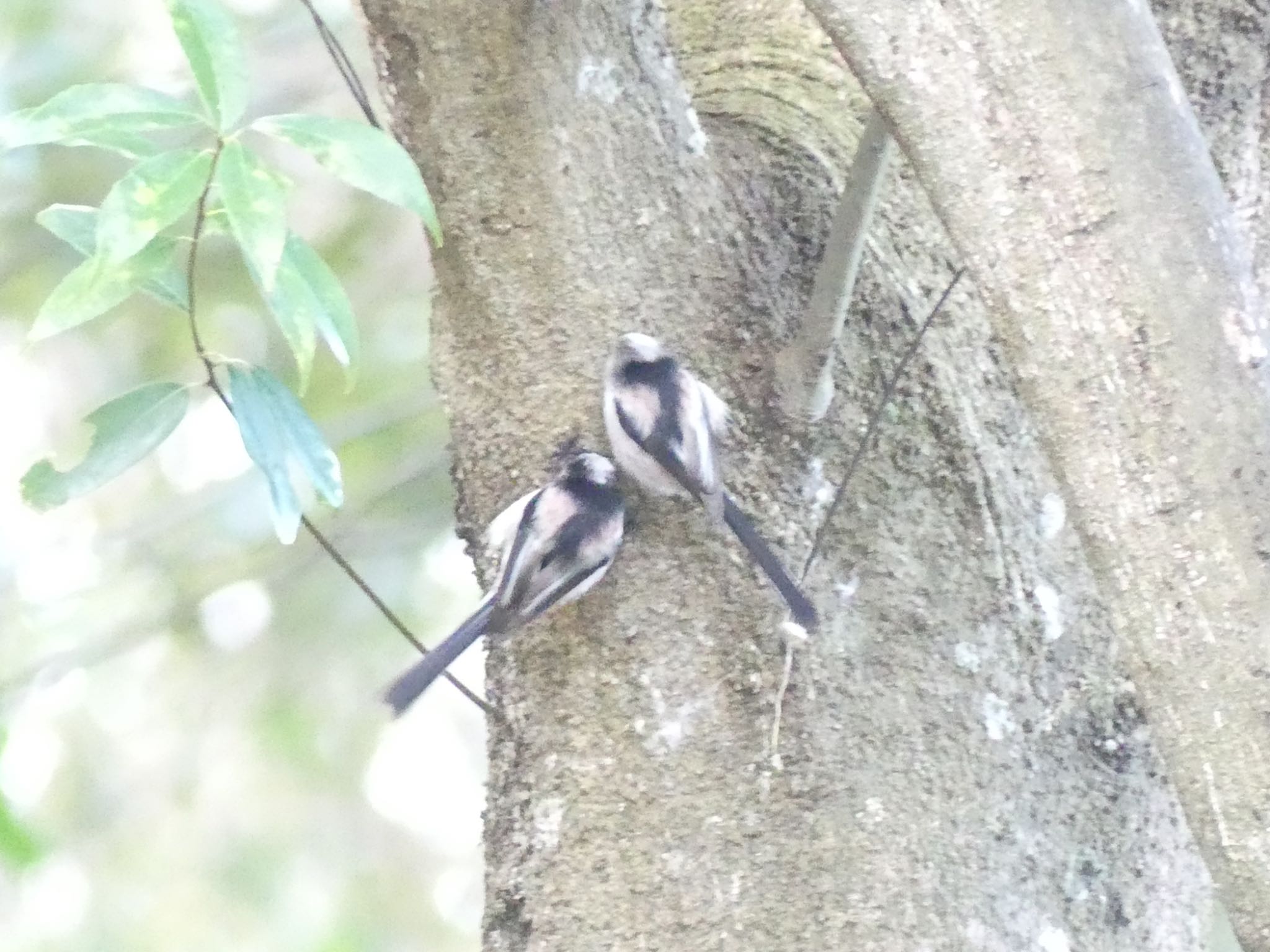 Long-tailed Tit