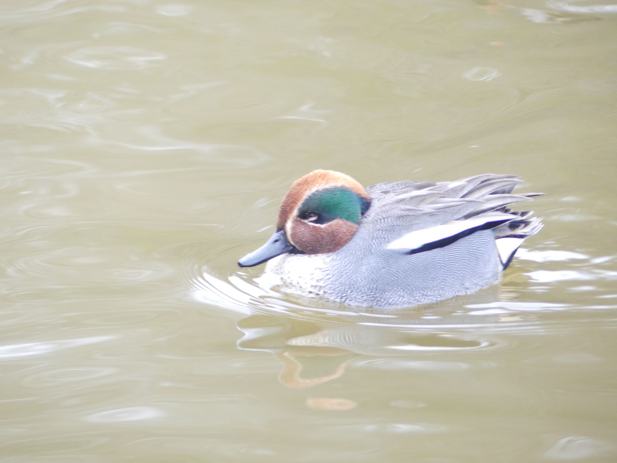 Eurasian Teal