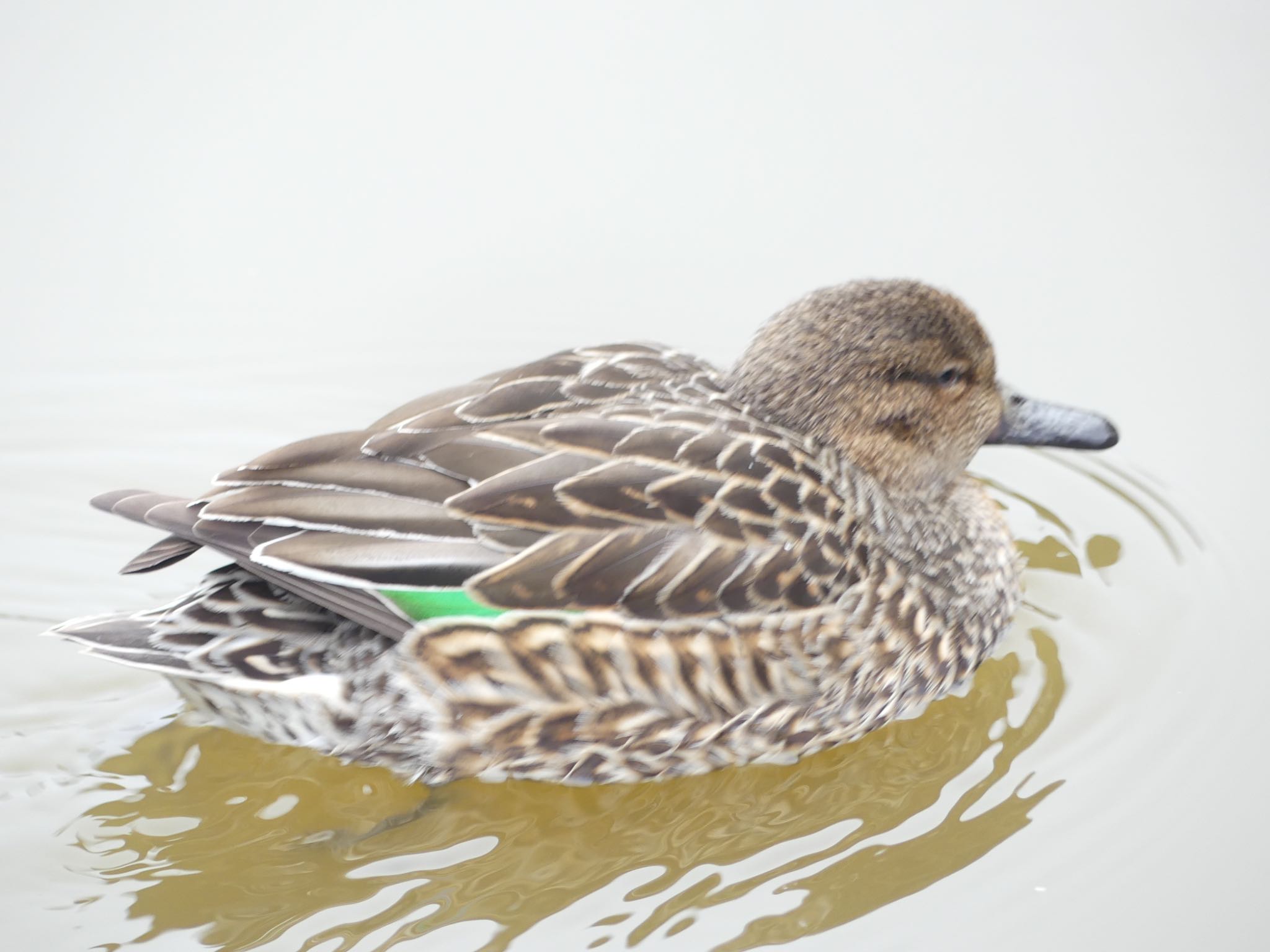 Eurasian Teal