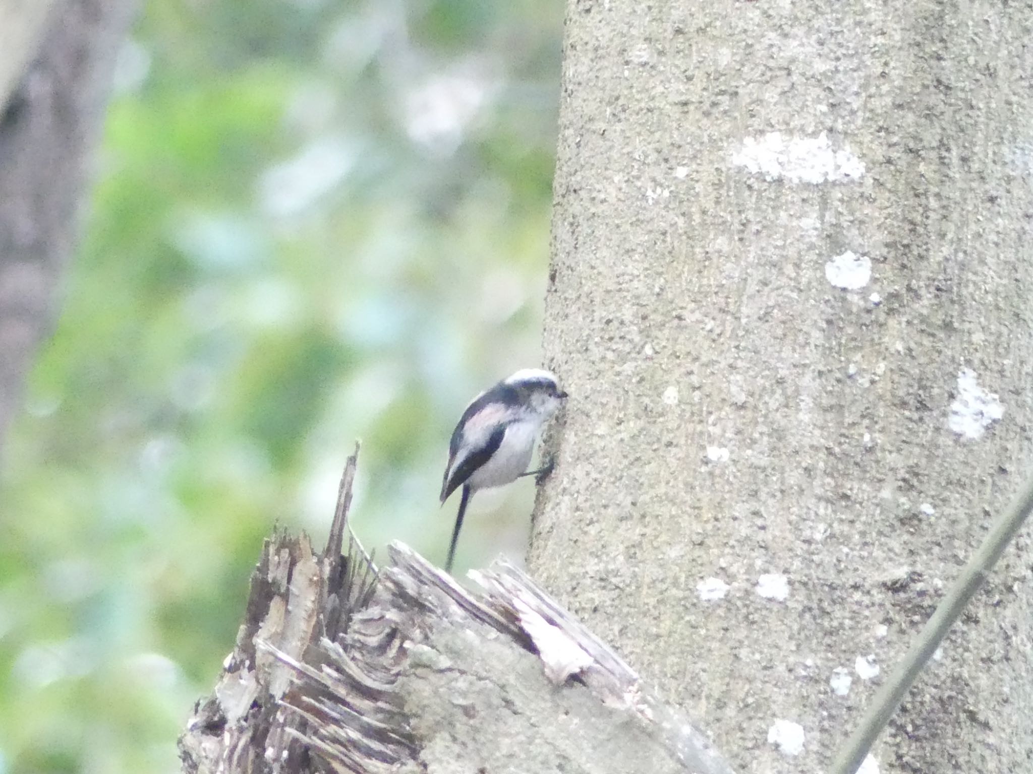 Long-tailed Tit