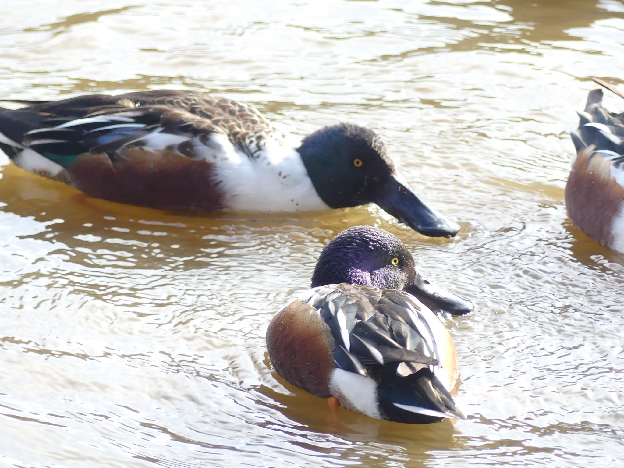 Northern Shoveler