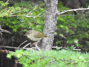 Japanese Leaf Warbler Okuniwaso(Mt. Fuji) Sat, 9/9/2017