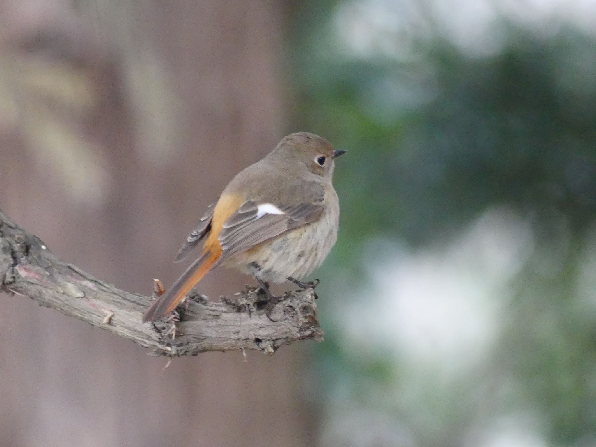 Daurian Redstart