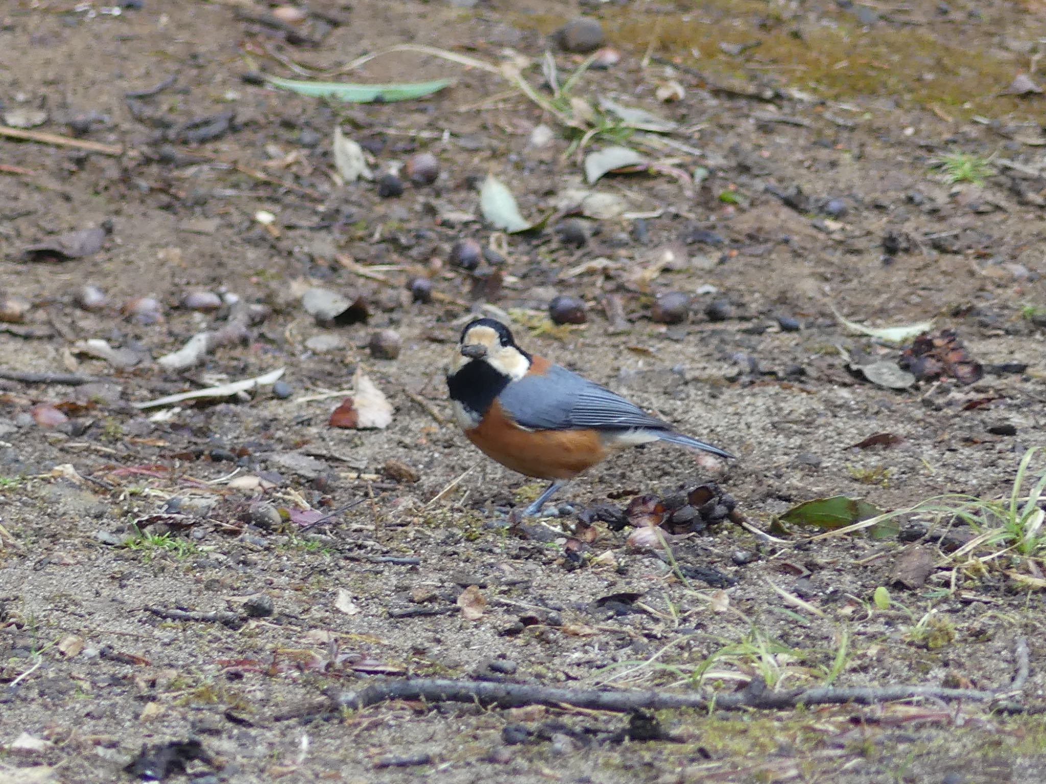 Varied Tit