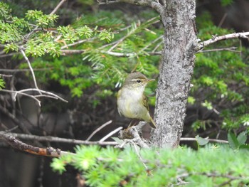 Japanese Leaf Warbler Okuniwaso(Mt. Fuji) Sat, 9/9/2017