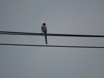 Azure-winged Magpie Lake Kawaguchiko Sun, 7/9/2017