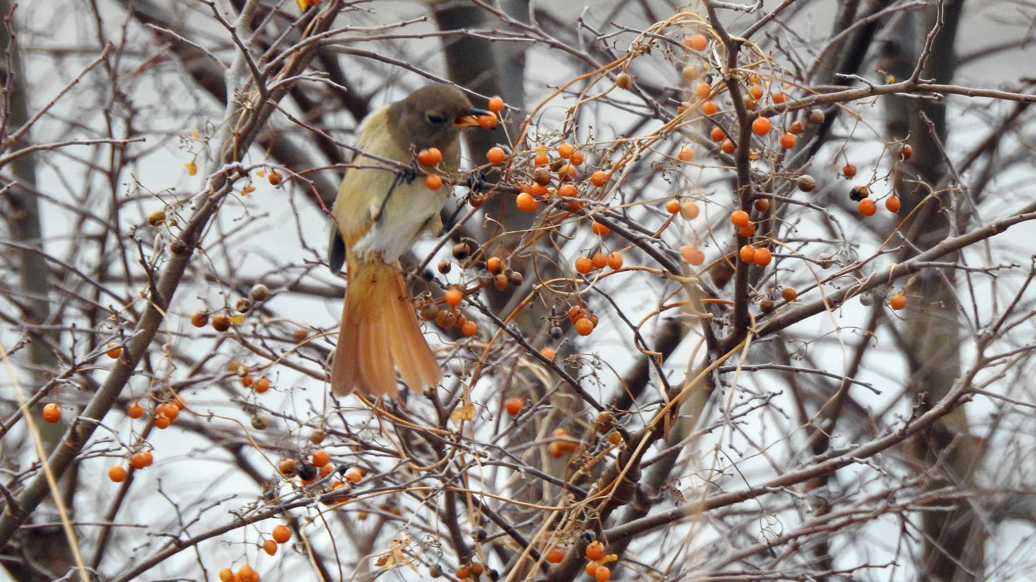 武庫川 ジョウビタキの写真 by いしころ