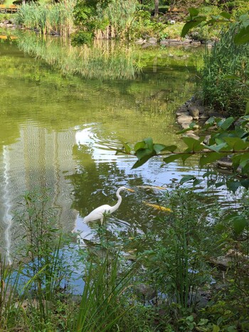 ダイサギ 日比谷公園 2020年9月18日(金)