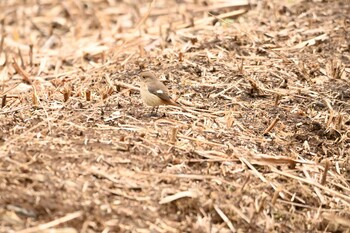 Wed, 1/26/2022 Birding report at 四季の森公園(横浜市緑区)