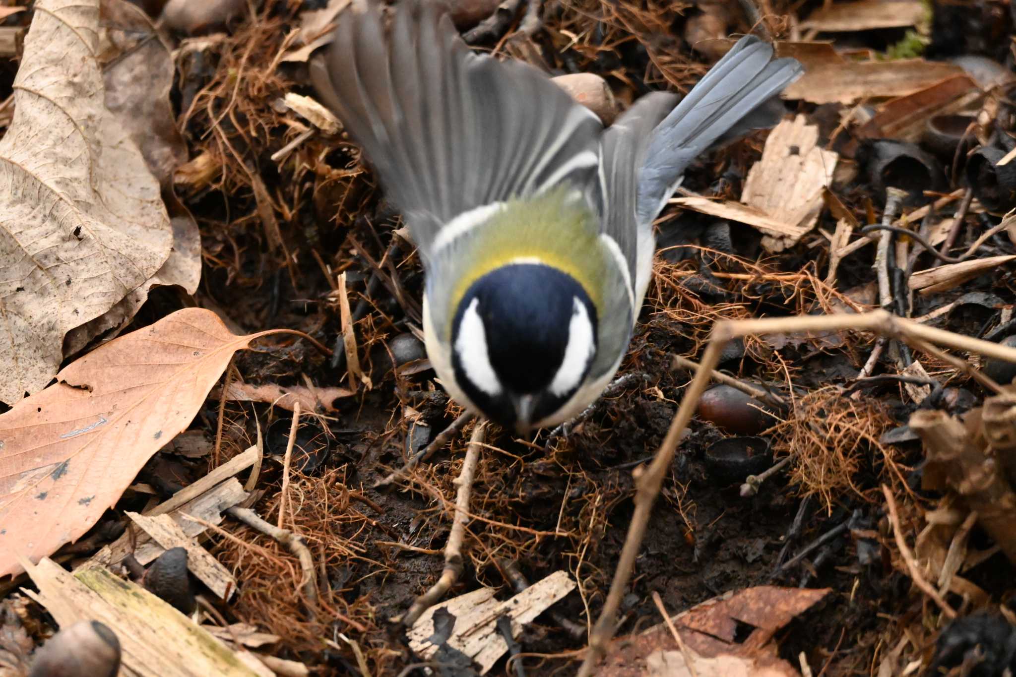 シジュウカラ