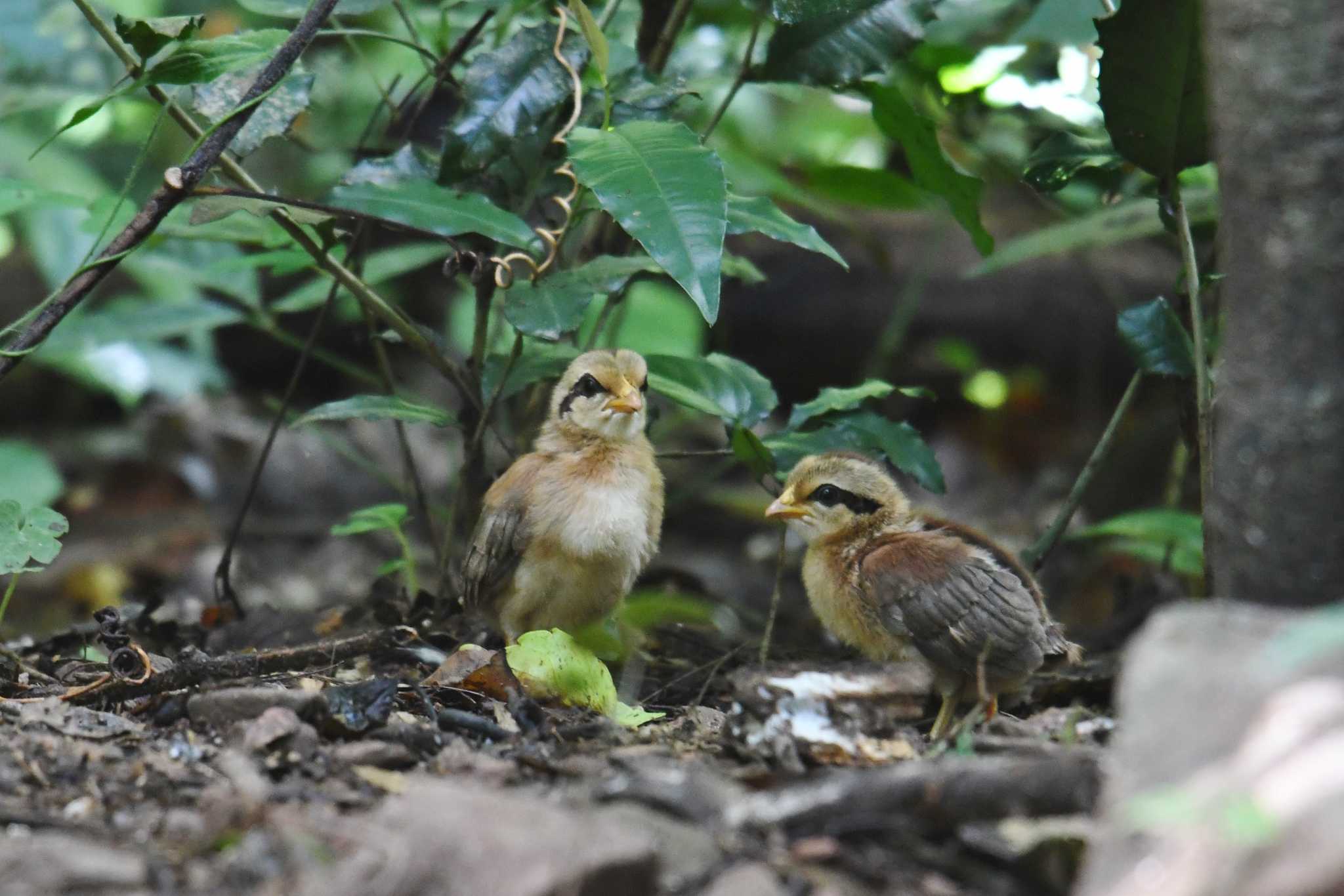 ケーン・クラチャン国立公園 セキショクヤケイの写真 by あひる