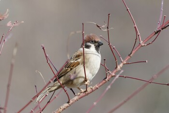 Eurasian Tree Sparrow 都内市街地 Mon, 1/24/2022